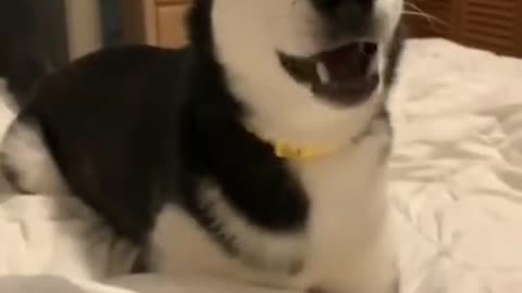 Funny dog 🤣, smart dog [short video]