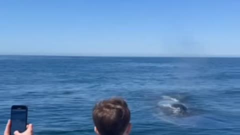 WHALES APPROACH YOUNG BOY