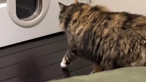 Kitty Gets Cat Door Surprise
