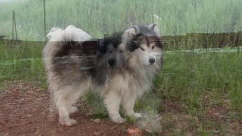 What kind of dogs are Alaskan Malamutes