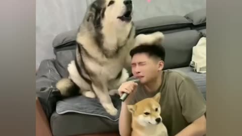 "Funny reaction " of dog who got screwed up! With his owner's singing skills😂