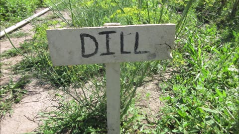 Dilly Dally Around Dill Sept 2022