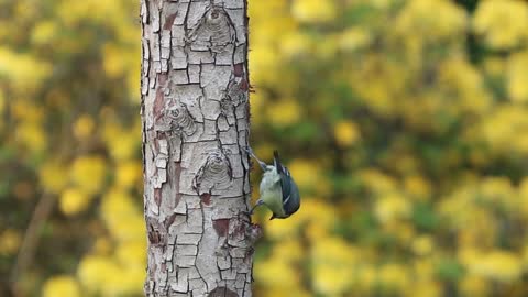Watch and enjoy how the goldfinch gets food from a tree's trunk. Really fun