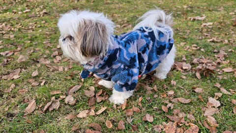 Rosie's New Coat (Featuring Rosie The Shihtzu)