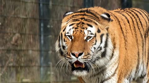 ferocious animals - ferocious tiger 4k video