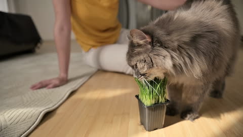 Adorable Grey Cat Discovers a New Plant Friend