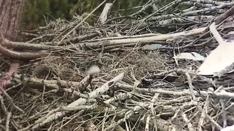 Baby Bald Eagle calls Mama for food