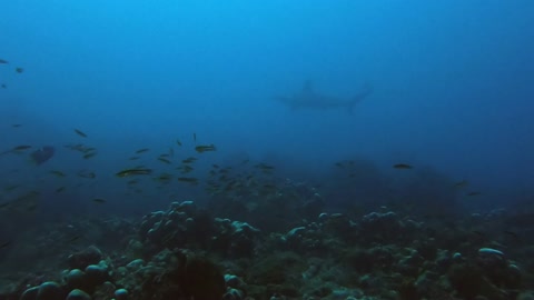 Divers swim with hundreds of scalloped hammerhead sharks