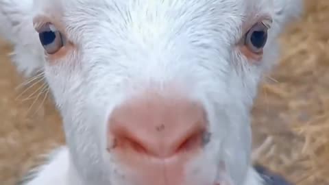 "Unleashing the Charm: Meet the Most Stylish Goat Kid!"