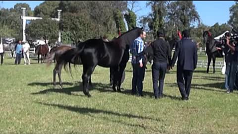 The most beautiful Arabian thoroughbred horses in Morocco