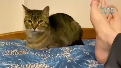 Cat Tommy gets annoyed, so you won't believe what he does next