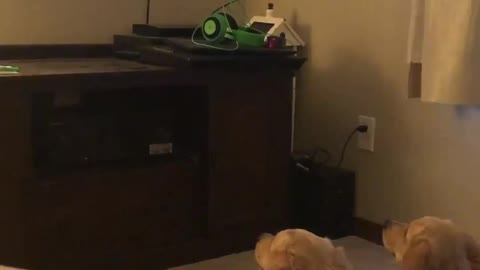 Golden retrievers startled by movie