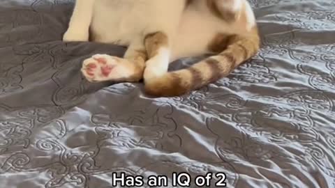 IQ of✨2✨ #catsoftiktok #fyp #pets #funnyvideos #catvideos