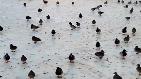 Mallard ducks at the frozen lake