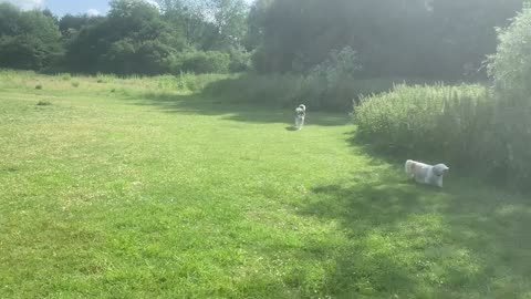 Rambo’s Husky Dog and his best friend Shih Tzu!