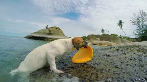 Dog Trying To rescue plate Is Getting Hilariously Memed | Dog short video