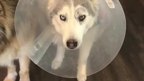 Stubborn Husky Protests Cone