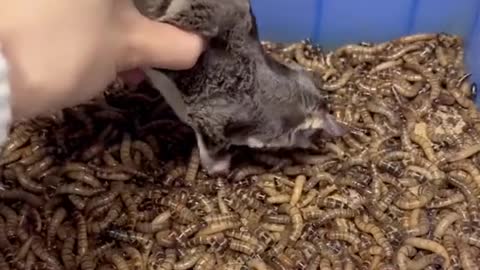 dunkmeheadfirstintoabucketoffrieslikethis@bone.max#sugarglider