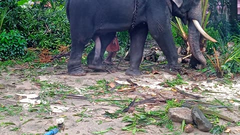 Elephant plucks a coconut tree