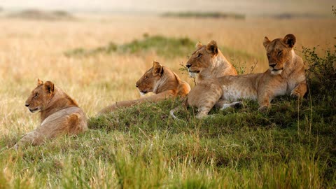 Lion resting in the sun - free stock video | animals video