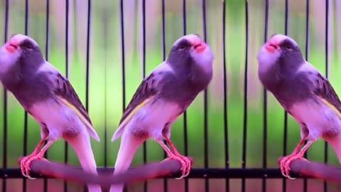 Canary singing birds sounds at its best