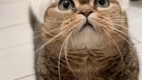 Cute cat