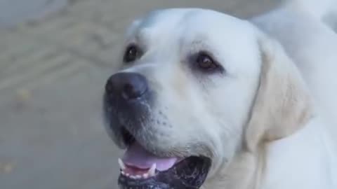 DOG SAVE BLIND MAN LIFE 😚😚😗 #SHOTS #DOGSAVE #YOUTUBESHOTS.mp4