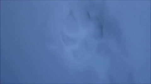 canine tracks in snow, wolf?