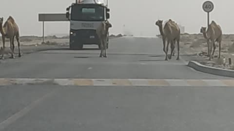 Dubai summer heat and camels crossing the road
