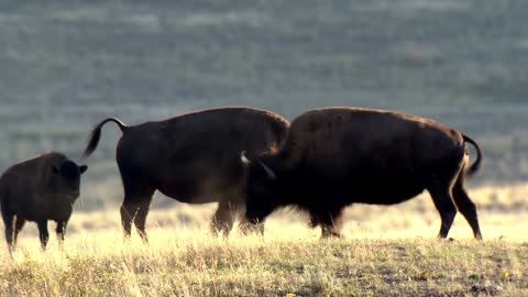 The American bison scratches the dirt and plays in freedom. It's mating season for them