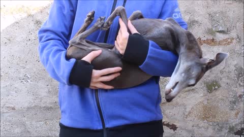 Funny Dog Playing a Dead Fox Italian Greyhound