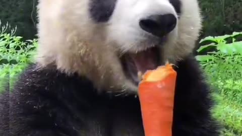 Cute Panda 🐼 eating Carrot 🥕 | Foodie Panda 🐼