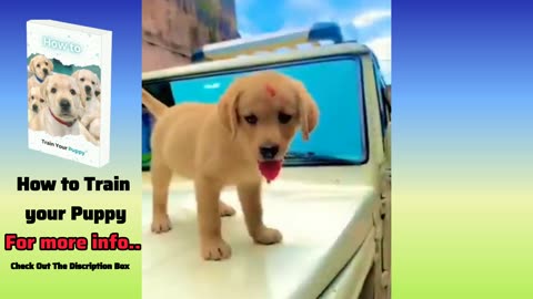 Too Cute! 6-Week-Old Labrador Puppies Are Going Viral
