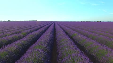 Overview of lavander feild