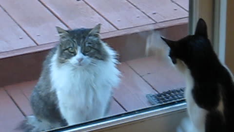 Neighbor Cat Annoys Me
