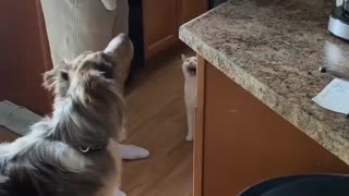 Funny cat