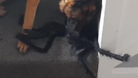 Tasha the German Shepherd finds one of my Halloween spiders.