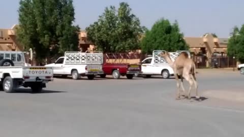 Runaway Camel at Camel Market