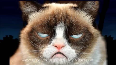 Hilarious Grumpy Cat Happy Birthday Song