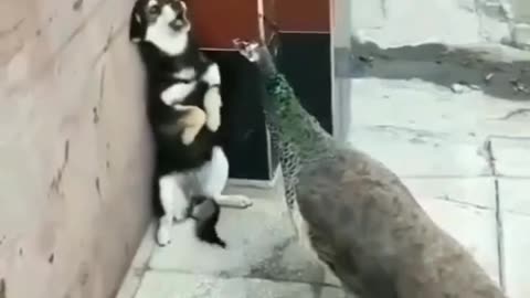 Dog And Peacock Funny Video Clip, Dog vs Peacock Funny Moment!!