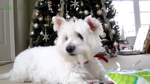 Funny Dogs Opening Christmas Presents Compilation