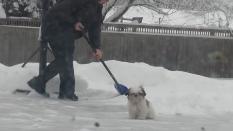 Rosie The Shihtzu Helps Shovel Snow