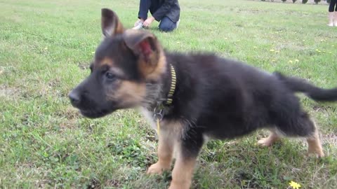 German Shepherd Puppy Barking