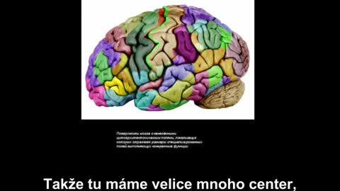 Řízení lidského mozku - Sergej Vjačeslavovič Saveljev (profesor a doktor biologických věd)