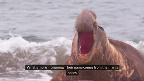 Fascinating Facts About Elephant Seals