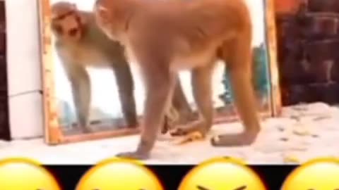 #monkeyfunnyvideo#monkey #monkey#monkey#video#viral