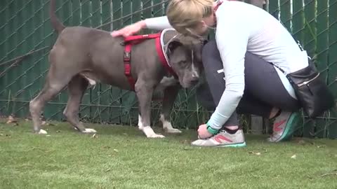 Crying dog at shelter finds new home