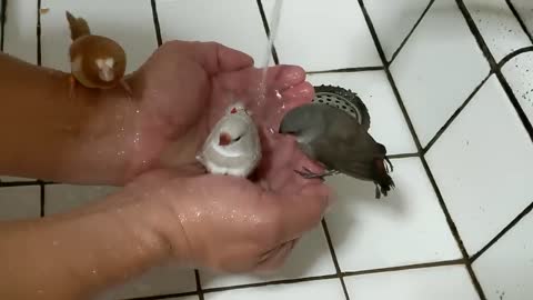 Diamond Firetail finch Bathing 20221104