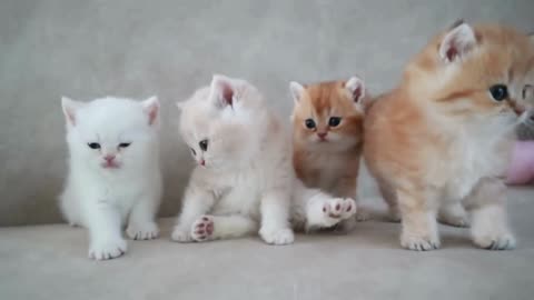 Mom Cat playing and talking to her Cute Meowing baby Kittens