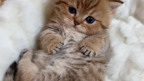 cute cat